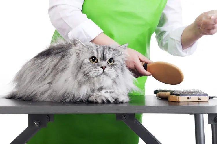 7 Benefits of Professional Cat Grooming - Paw Loverly Image