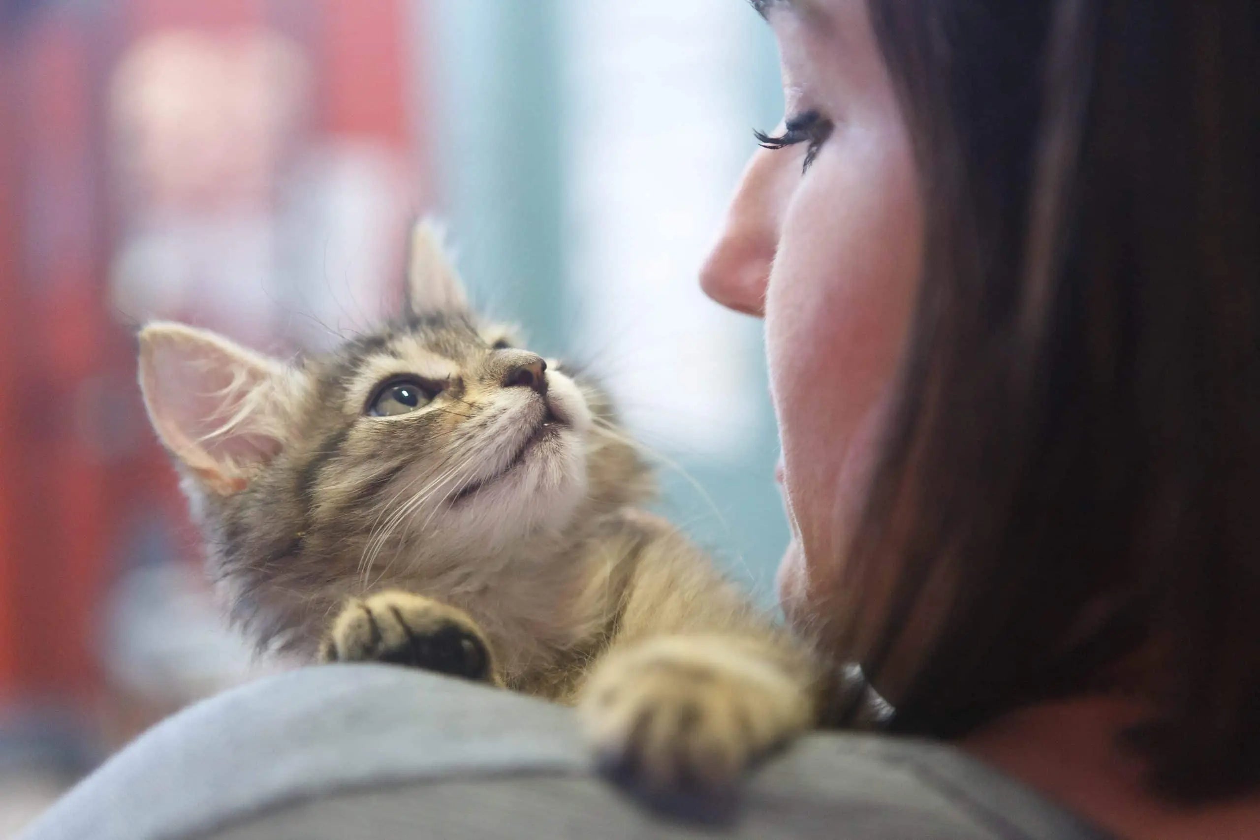 Adopting a Cat in 2026: Your Global Guide to Purrfect Companionship - Paw Loverly Image