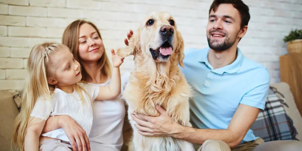 Adopting a Dog in 2026: Your Global Guide to Lifelong Companionship - Paw Loverly Image