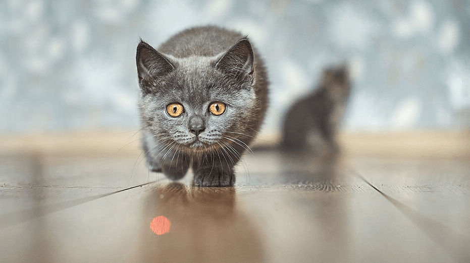 Are Laser Pointers Harmful to Cats ? - Paw Loverly Image