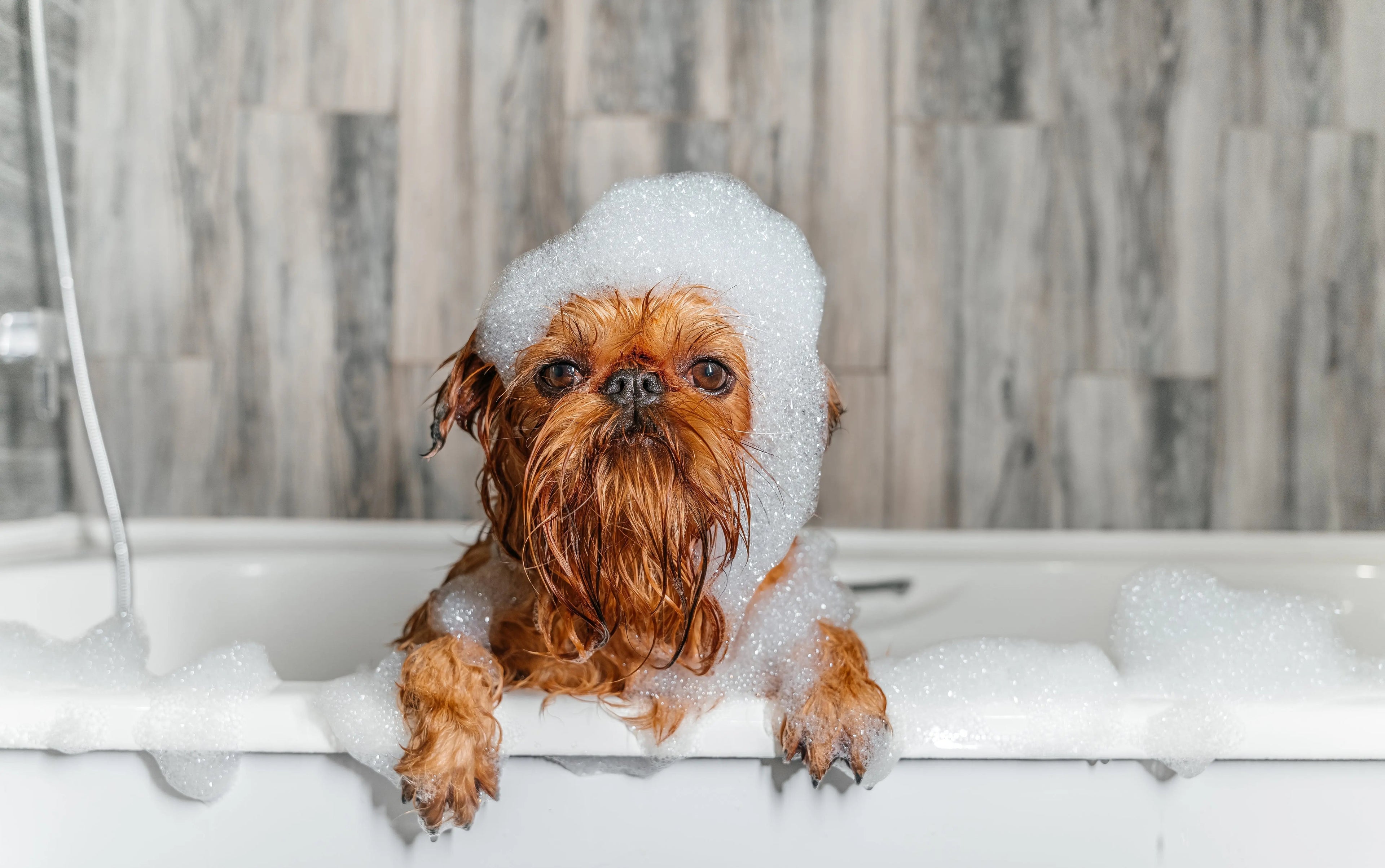 How to Groom Your Dog at Home Properly ? - Paw Loverly Image