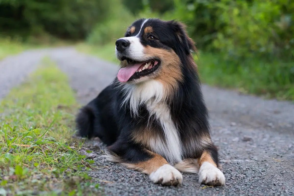 The Australian Shepherd: The World's Ultimate Herding Companion - Paw Loverly Image