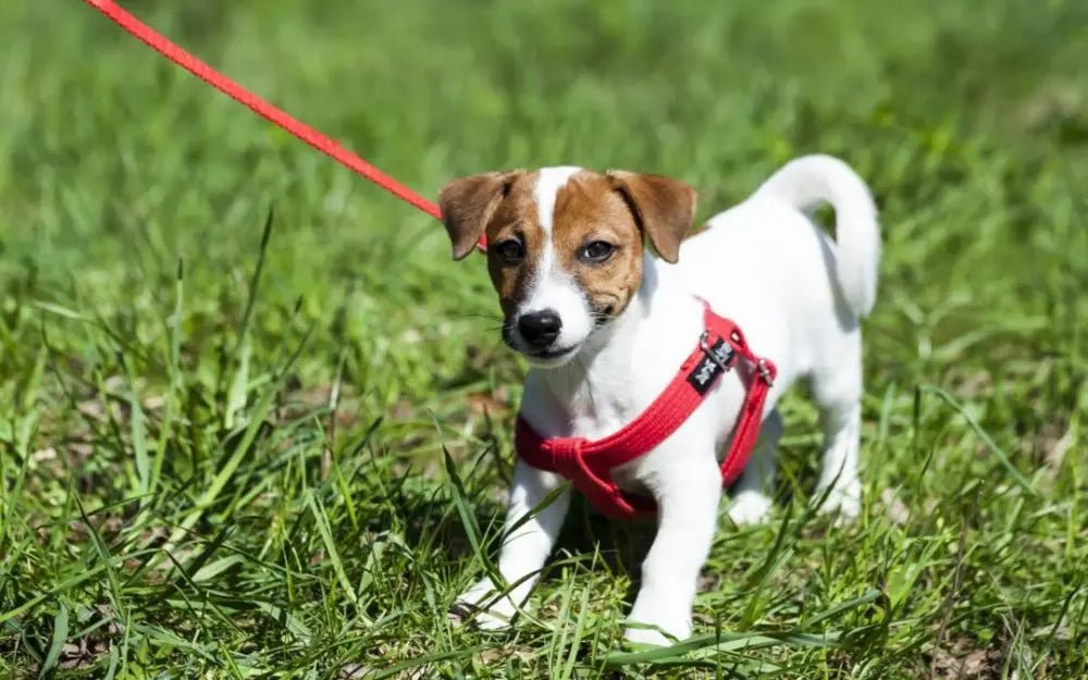 The Benefits of a Personalized Harness for Your Pet - Paw Loverly Image