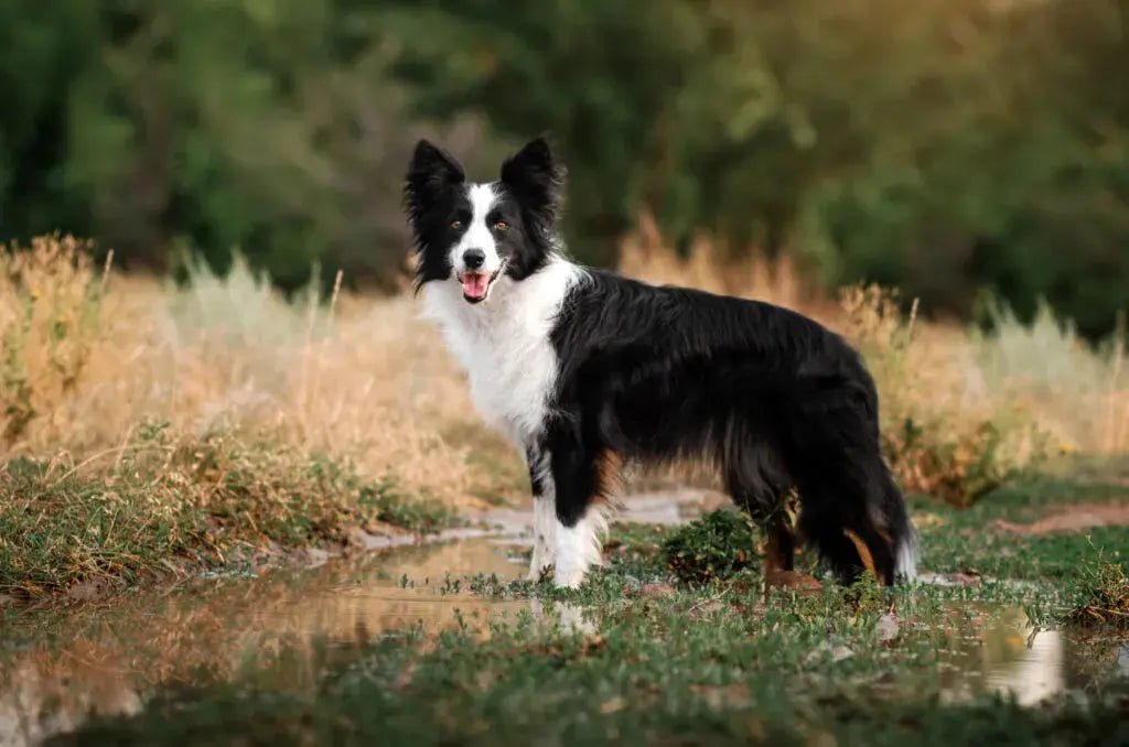 The Border Collie: The World's Smartest Herding Machine - Paw Loverly Image