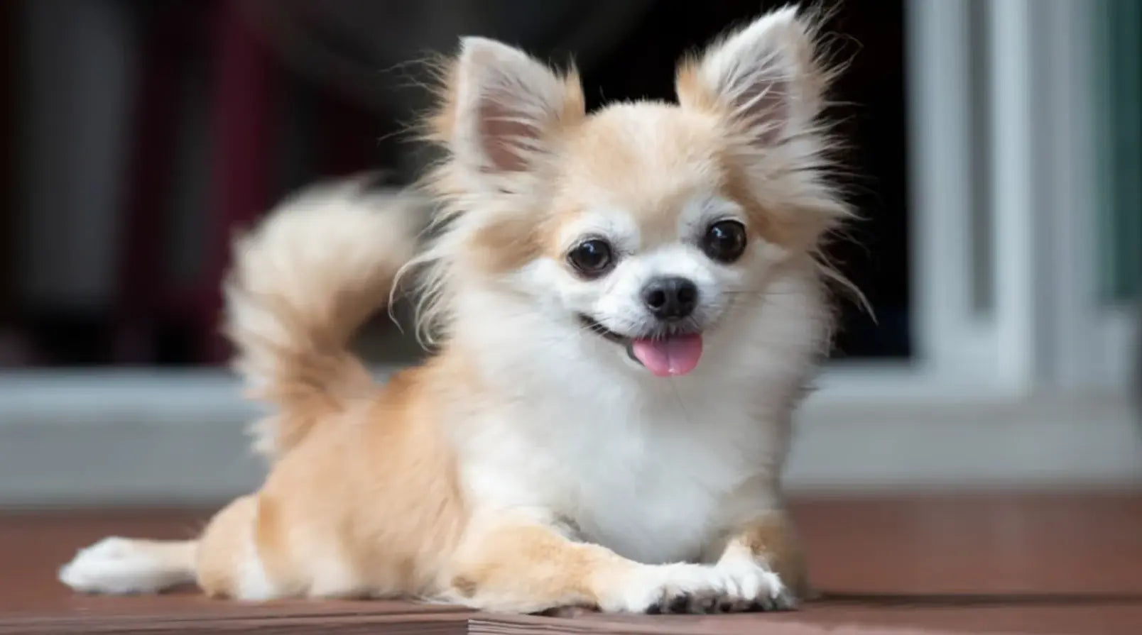 The Chihuahua: The World's Smallest Ancient Survivor - Paw Loverly Image