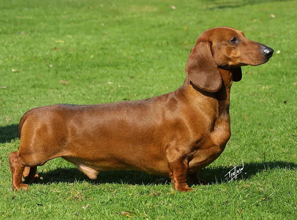 The Dachshund: The World's Boldest Badger Hunter - Paw Loverly Image