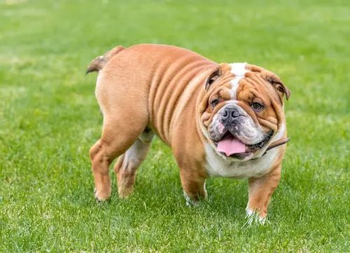 The English Bulldog: The Iconic British Companion Breed - Paw Loverly Image