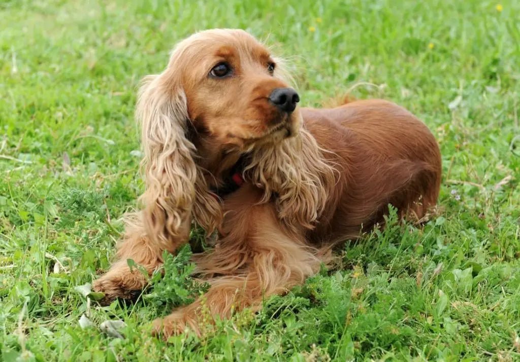 The English Cocker Spaniel: The Classic Merry Gundog - Paw Loverly Image