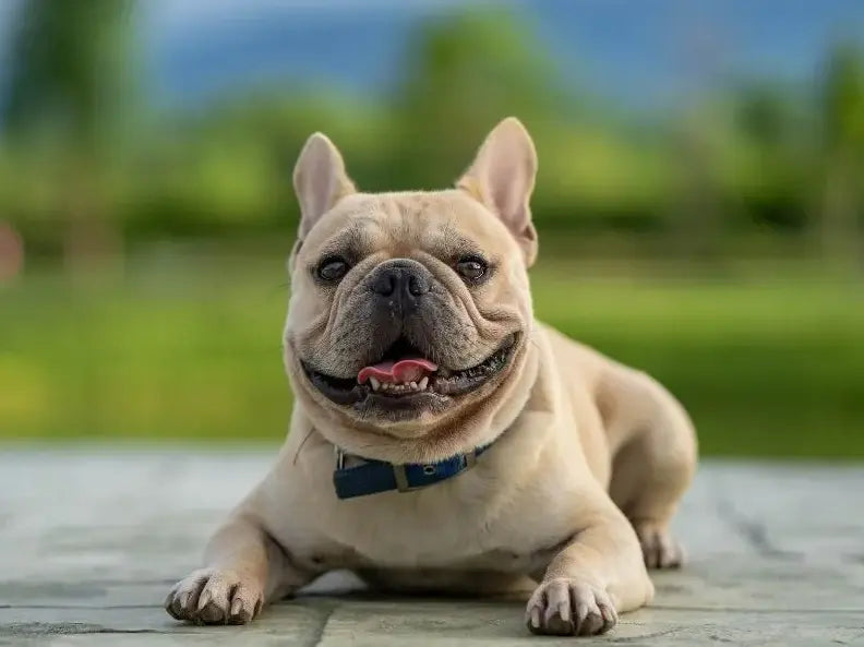 The French Bulldog: The Global Urban Companion Sensation - Paw Loverly Image