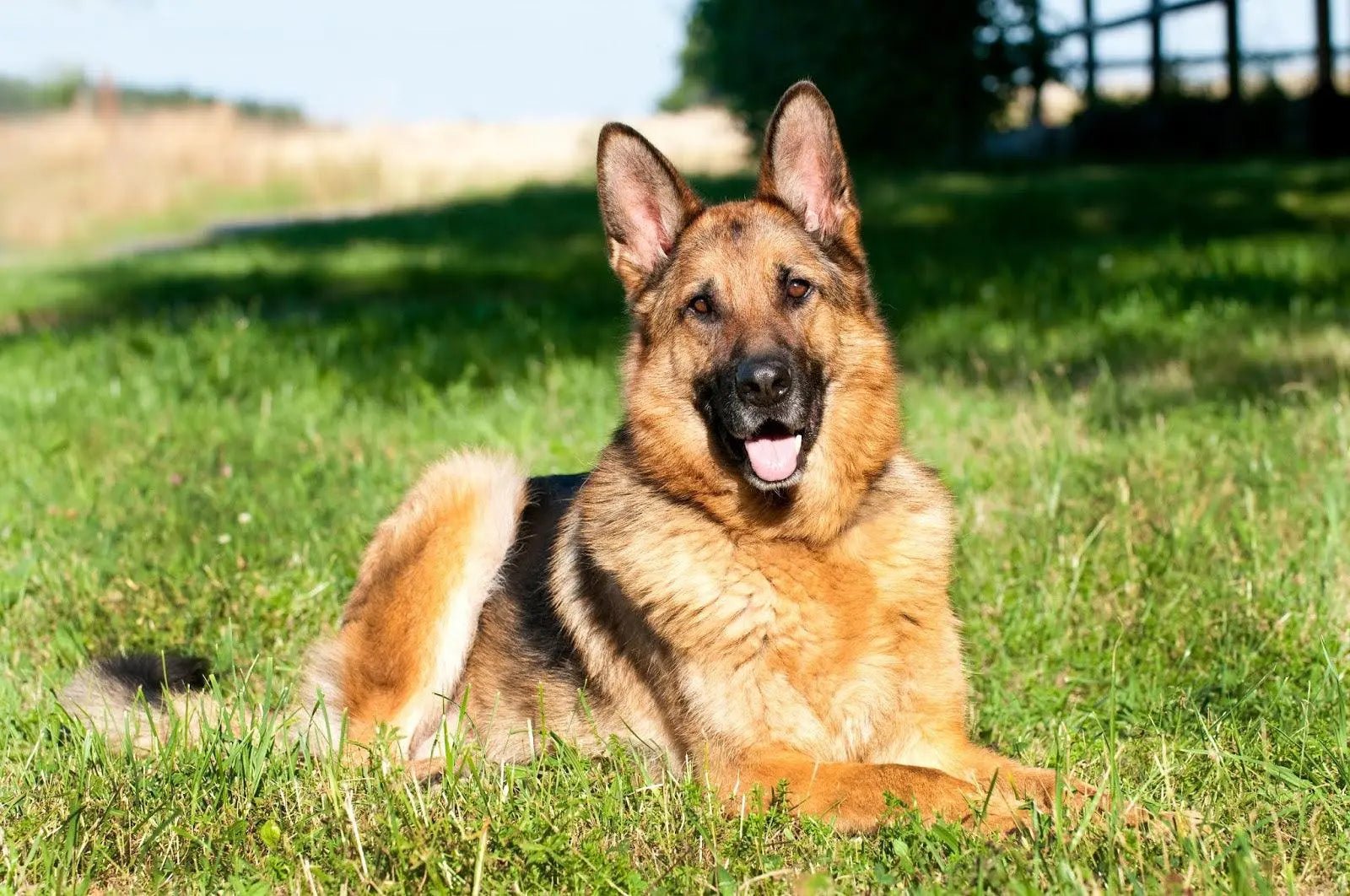 The German Shepherd: The World's Premier Working Dog - Paw Loverly Image