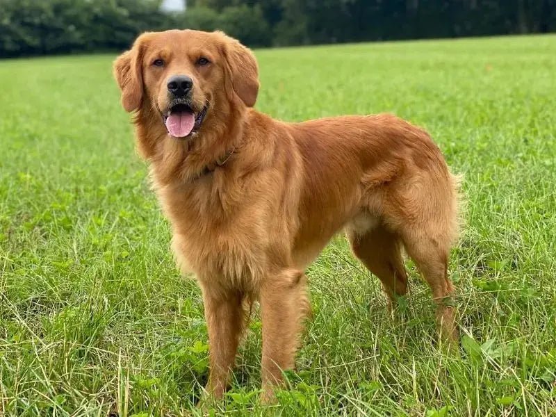 The Golden Retriever: The World's Most Beloved Family Dog - Paw Loverly Image