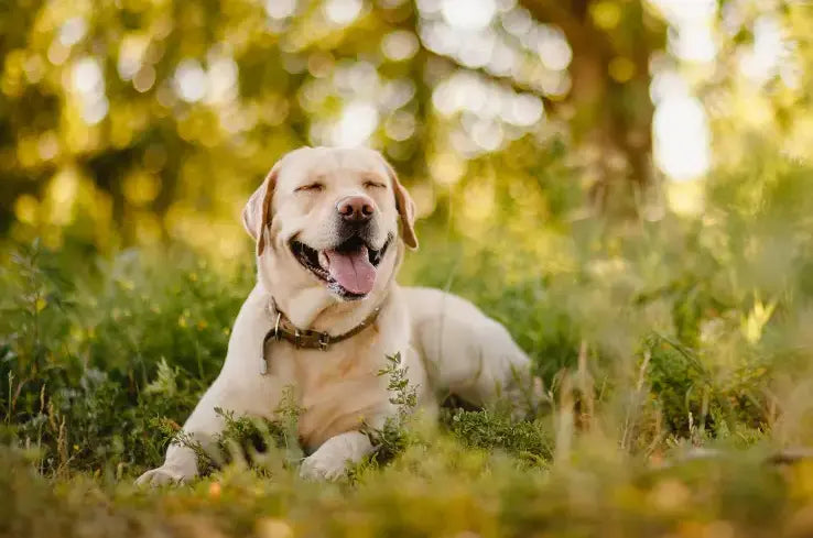 The Labrador Retriever: The World's Most Popular Dog Breed - Paw Loverly Image