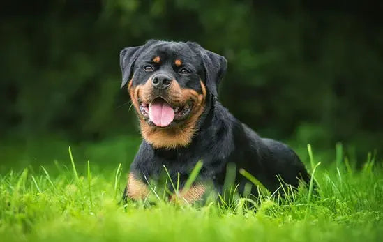 The Rottweiler: The World's Most Powerful Guardian Breed - Paw Loverly Image