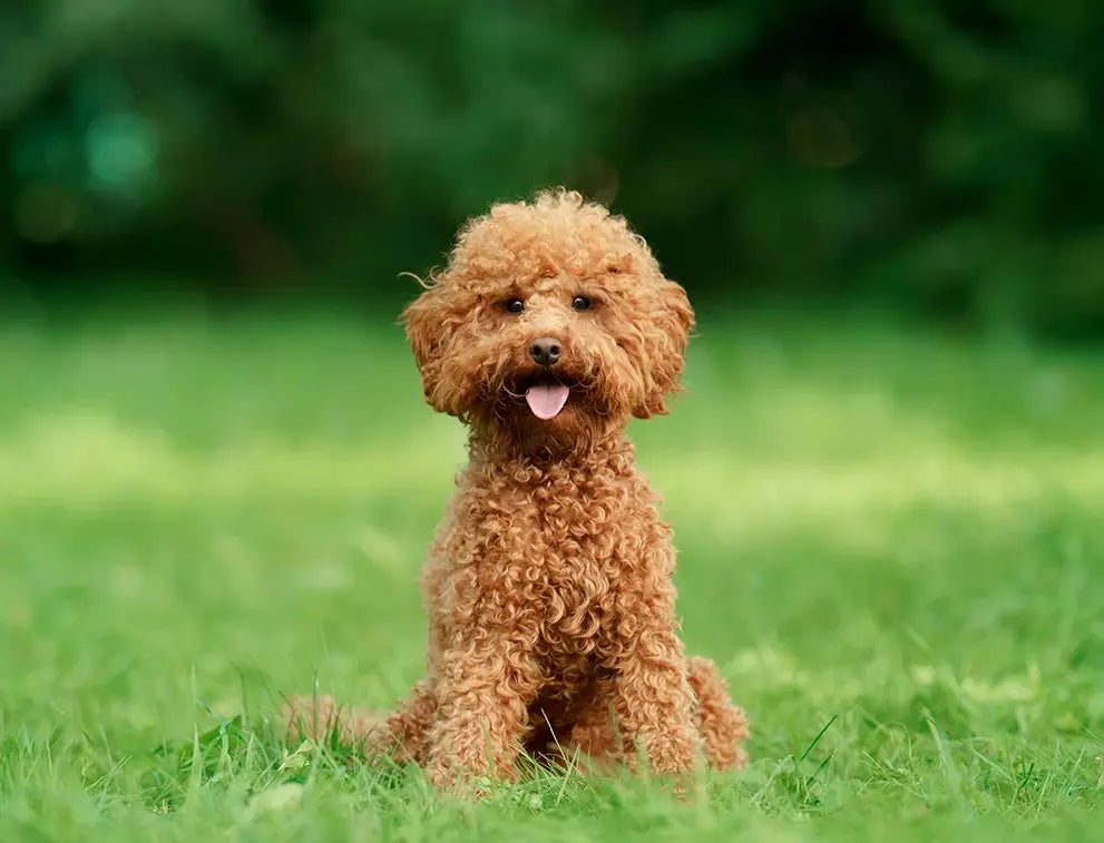The Toy Poodle: The World's Tiniest Genius Companion - Paw Loverly Image