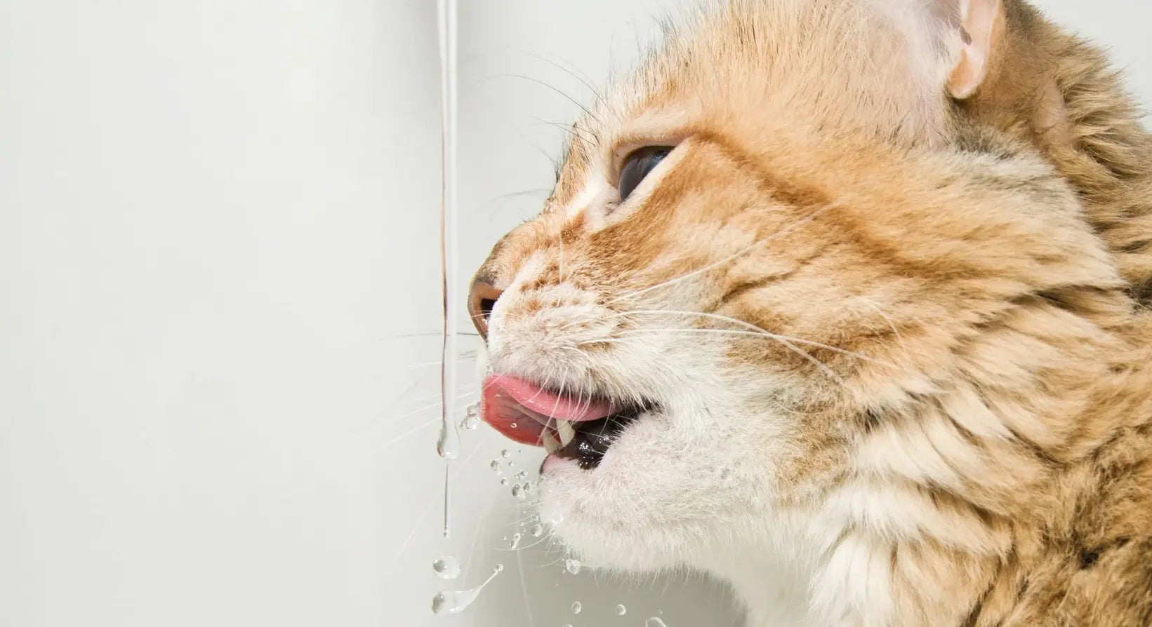 The Unexpected Benefits of a Pet Water Fountain for Dogs and Cats - Paw Loverly Image