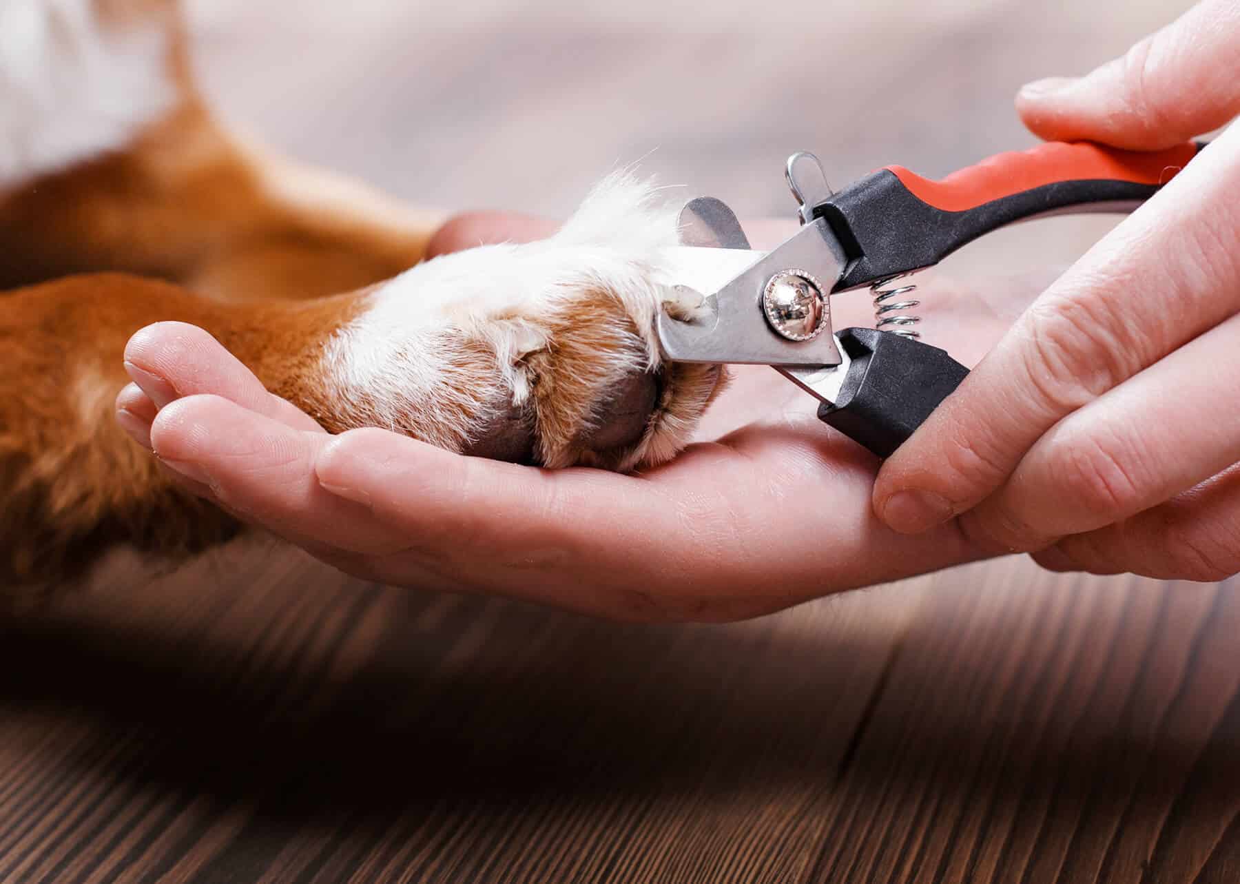 Trimming Dog and Cat Claws: Essential or Dangerous ? - Paw Loverly Image