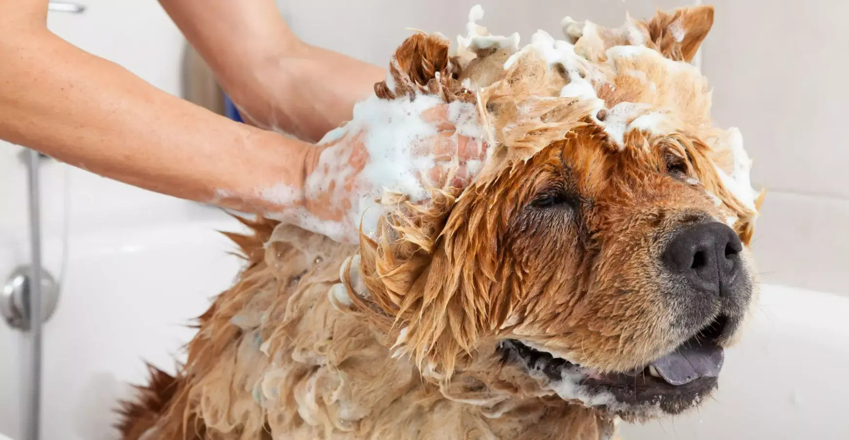 Washing Your Dog: Our Advices - Paw Loverly Image