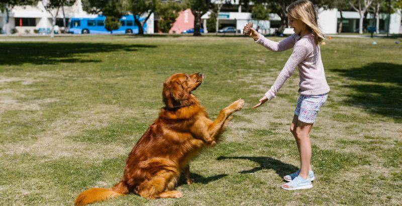 What are the benefits of play for dogs ? - Paw Loverly Image